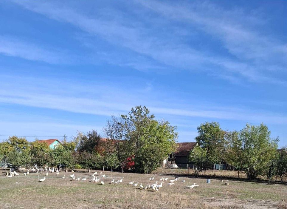 VÂND RAȚE crescute în gospodărie