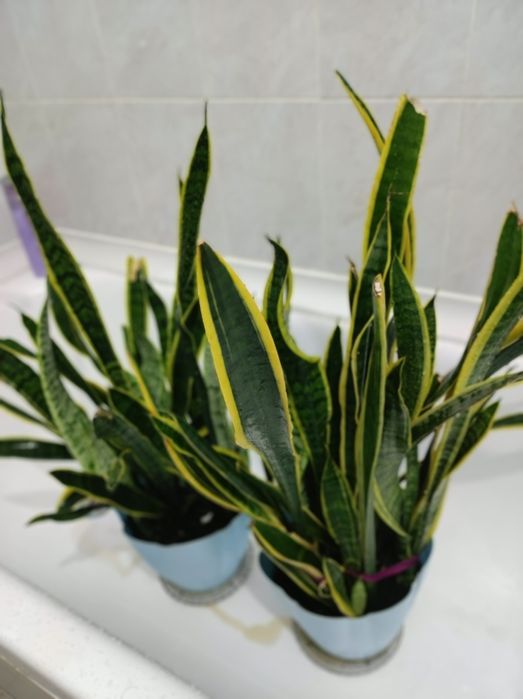 Сансевьра щучий хвост