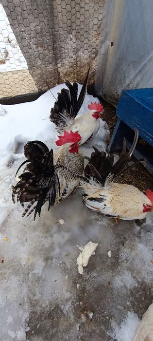 Cocoși chabo tineri de prăsilă