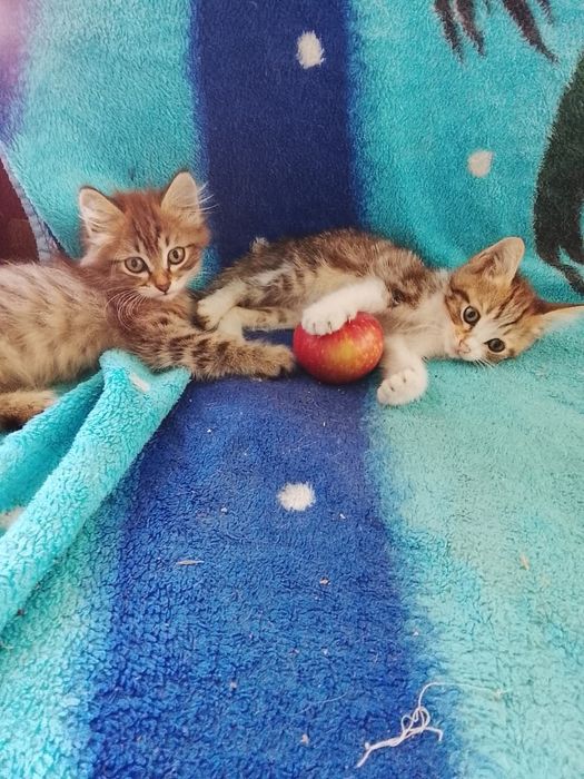 Отдам в добрые руки кошечек.