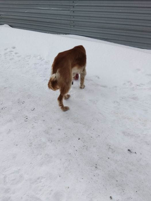 Тазы 12месяц сука