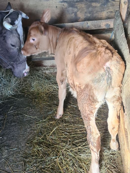 Vitica angus frumoasa fatata din 30 ianuarie bea la găleată .