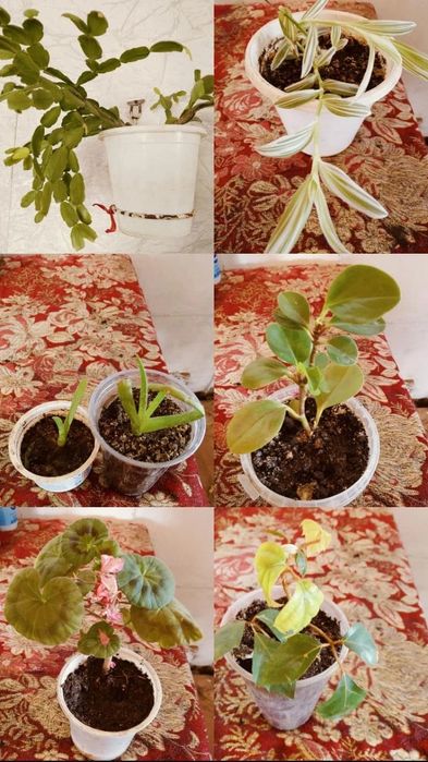 цветы распродажа