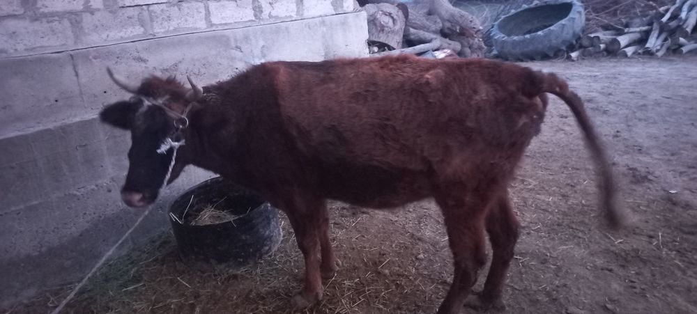 Sigir sotiladi boqilgan