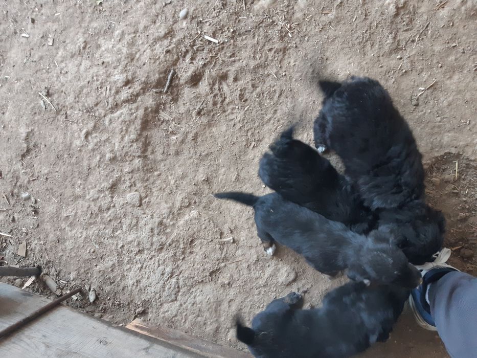 Одам шенят бесплатно