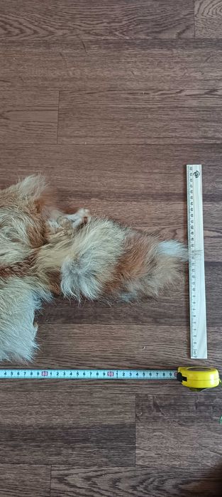 Мех лисы обработанный