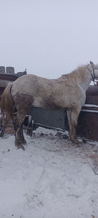 Аигыр 10 жасар уирде журген