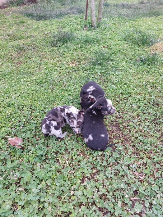 Пинчер уникат...