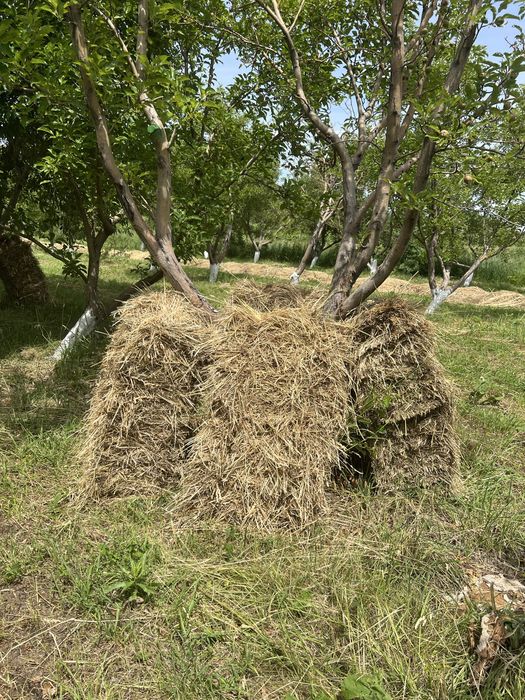 Продам сена садовое