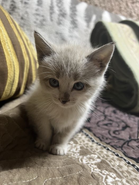 Отдадим котенка мальчик сиамский