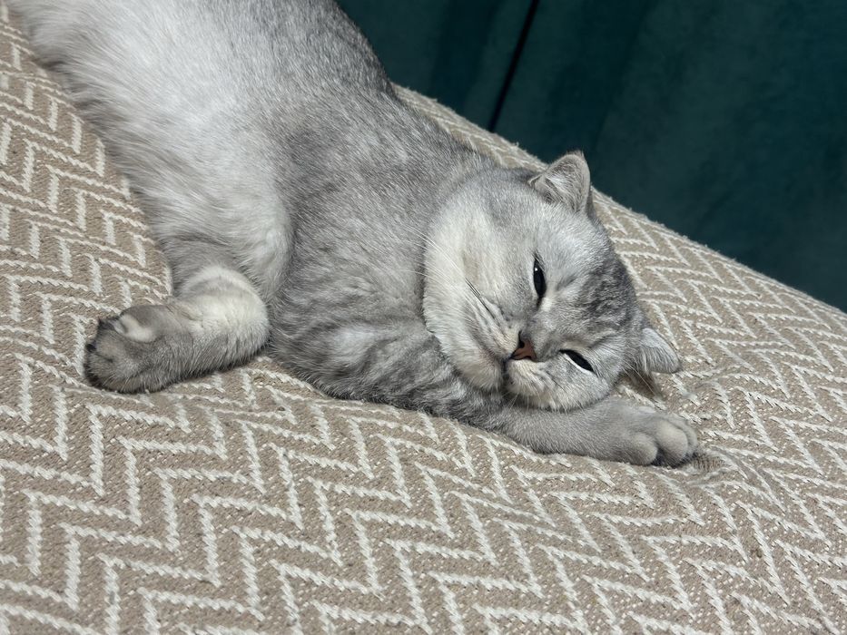 Шотландский вислоухий