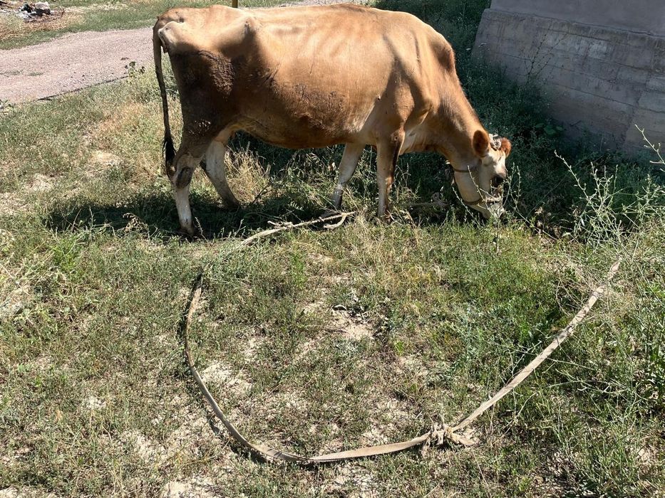Продам корову порода Джерси
