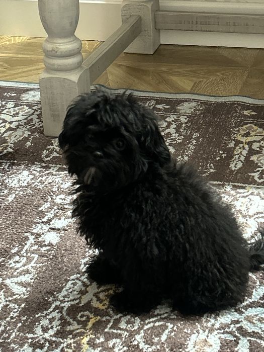 Мальтипу 5 месяцев