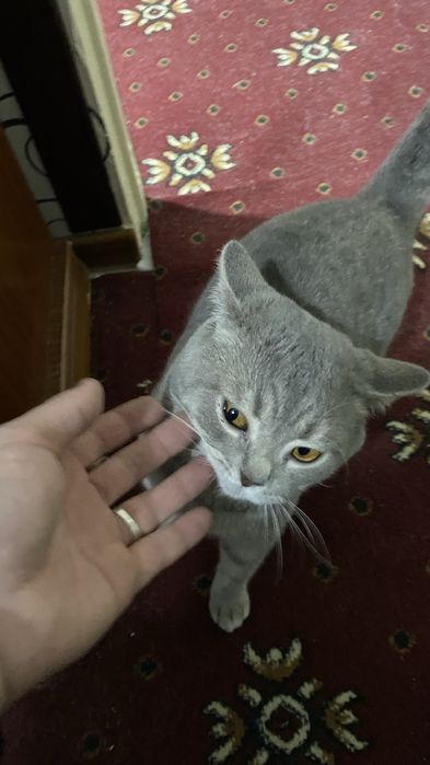 Продам британкого кота и шотланскоя вислоухая