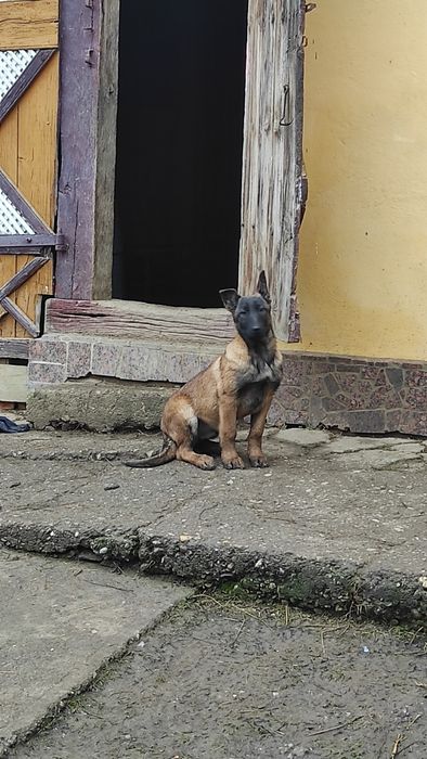 Donez pui Ciobanesc belgian malinois