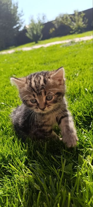 Продажа котёнок девочка родилась 31июля