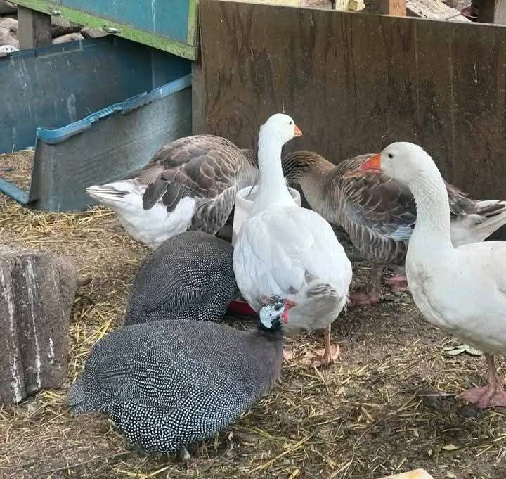 Vindem puișori  de Bibilica ,Găină, Rate,și Curca .mai multe detalii