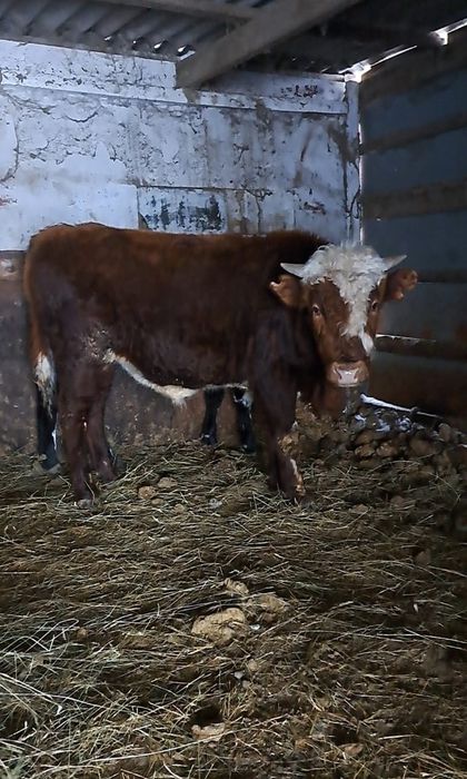 Продам бычок на Племя