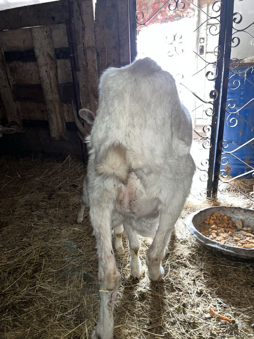 Продам Зааненский козу