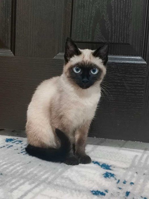 Сиамская кошка, 4ой