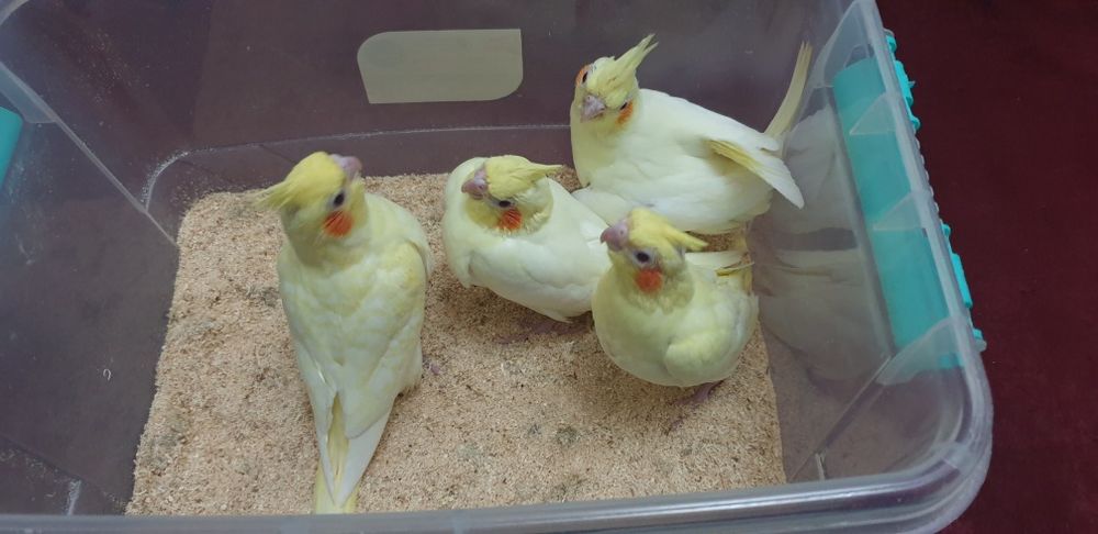 Karello  ruchnoy 1 oylik