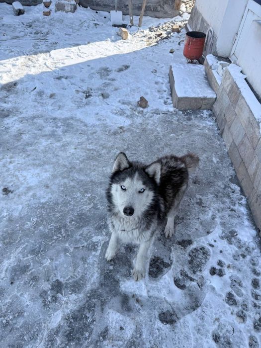 Haski iti erkak 4oylik 400 ming so’m