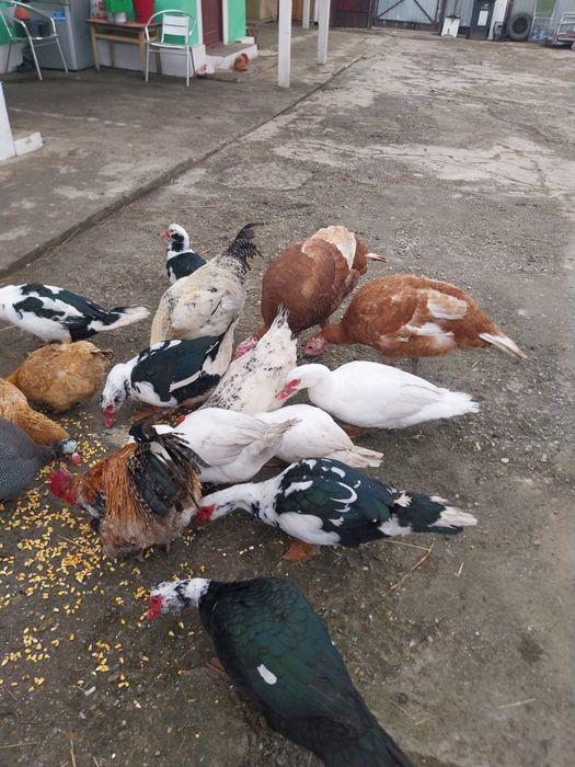 Vând păsări de curte