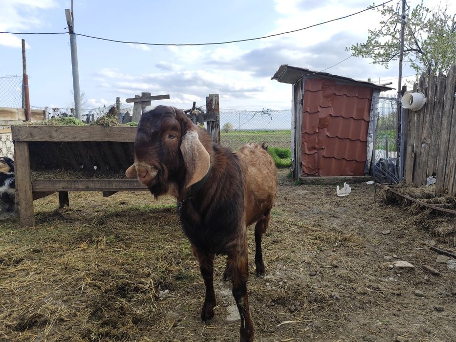 Vând țap columbian