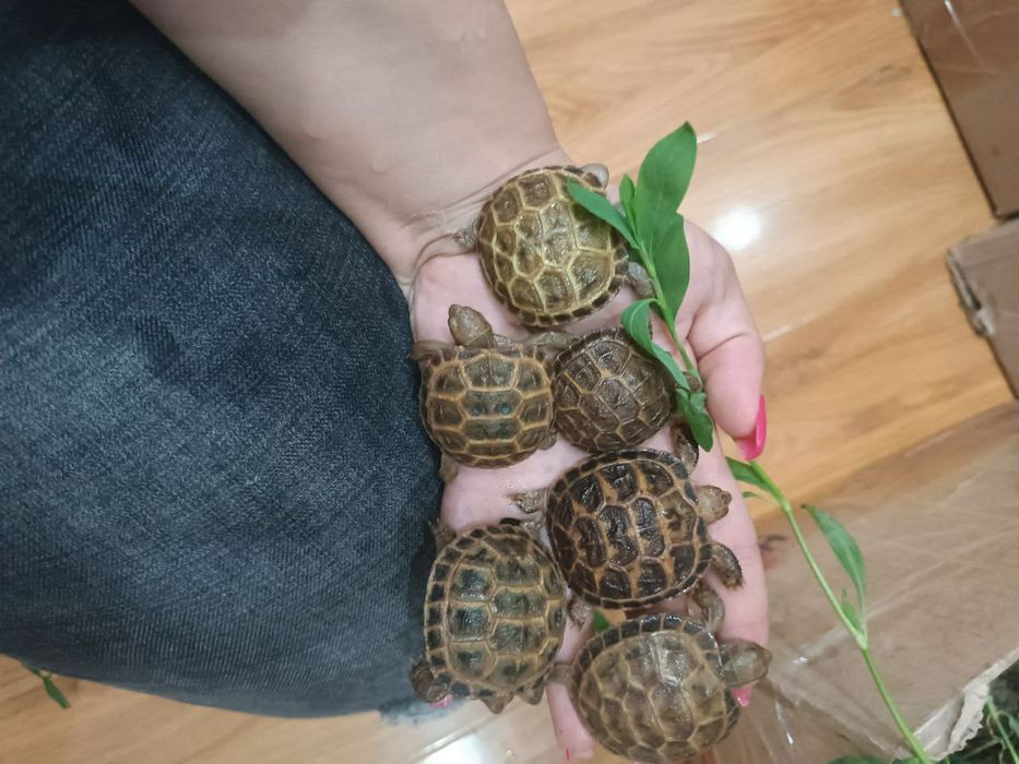 Тошбака-Черепахи