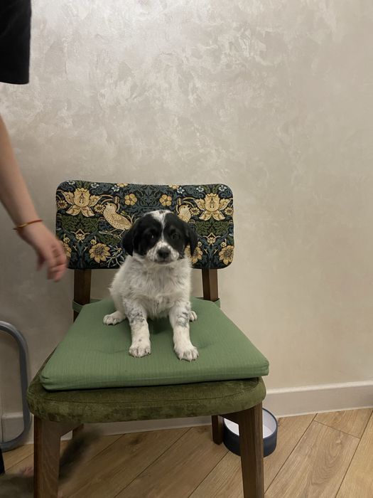 Щенок кобель плмесь