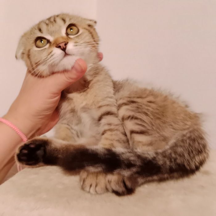 Скоттиш фолд чистокровная золотистая табби девочка очень умненькая