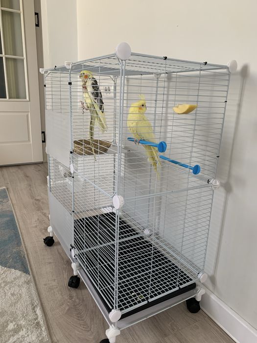 Продаеются попугаи корелла