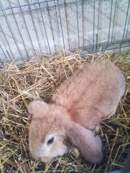 Vând iepuri berbec german 2 luni.