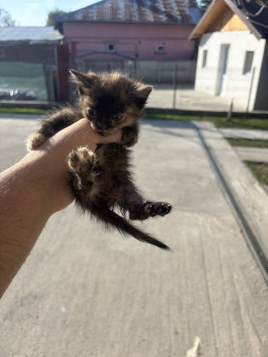 Donez /Ofer spre adopție 3 pisicuțe superbe