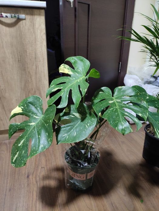 МОНСТЕРА тайское созвездие