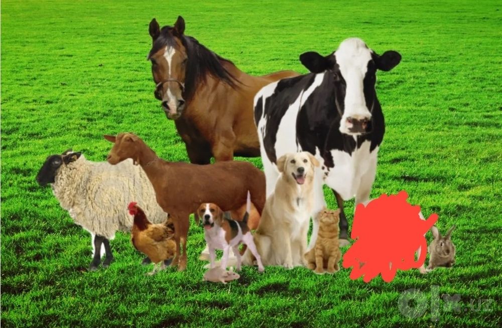 Kafolatli veterinariya xizmati