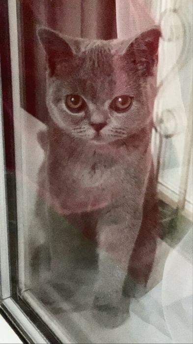 Котенок 5 месяцев