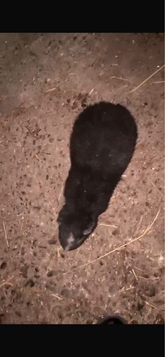 Porcusori de guinea