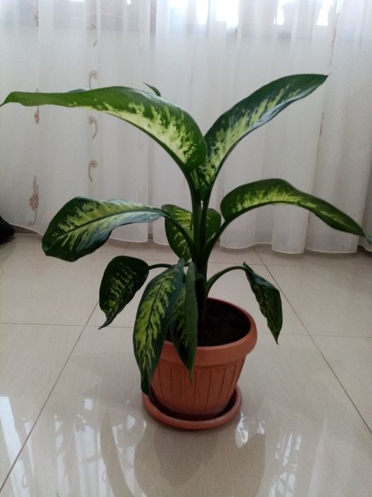 Vând flori dieffenbachia superbe