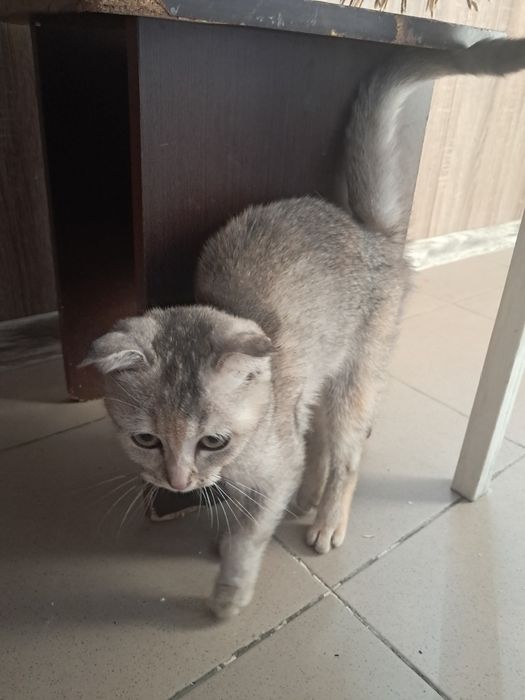 Отдам котенка  в добрые руки