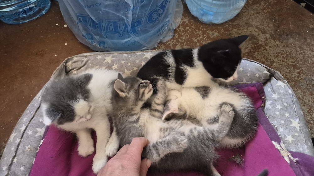 Отдам котят в добрые руки