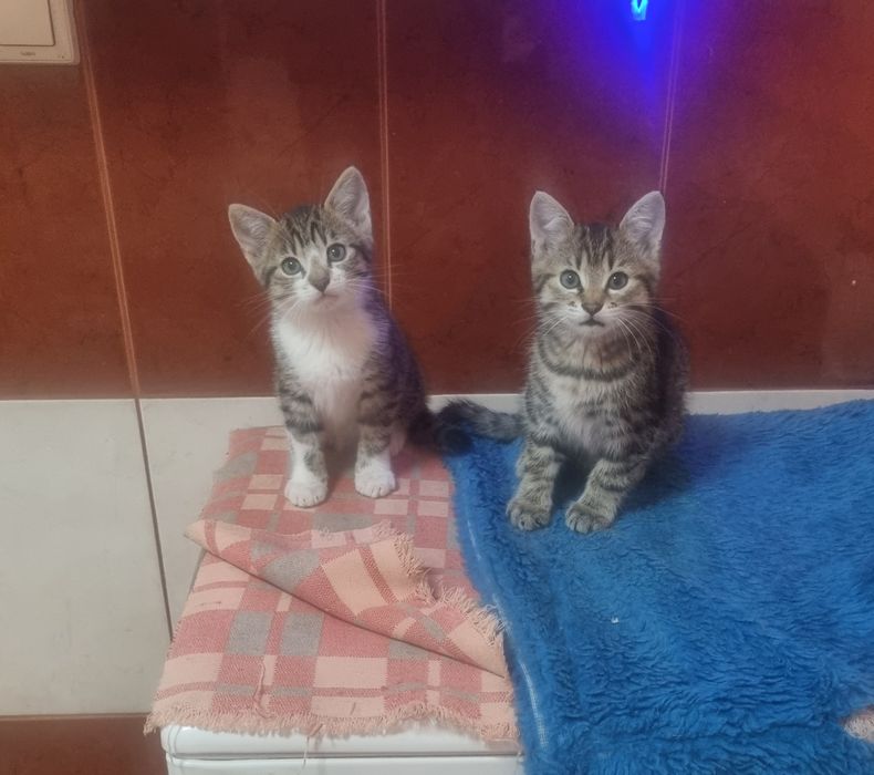Donez 2 pisicute tigrate unor familii iubitoare