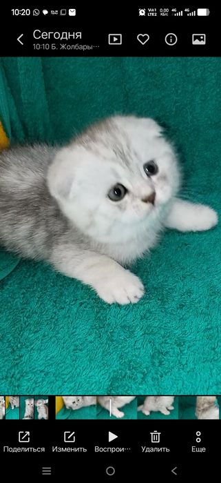Котята шотланские