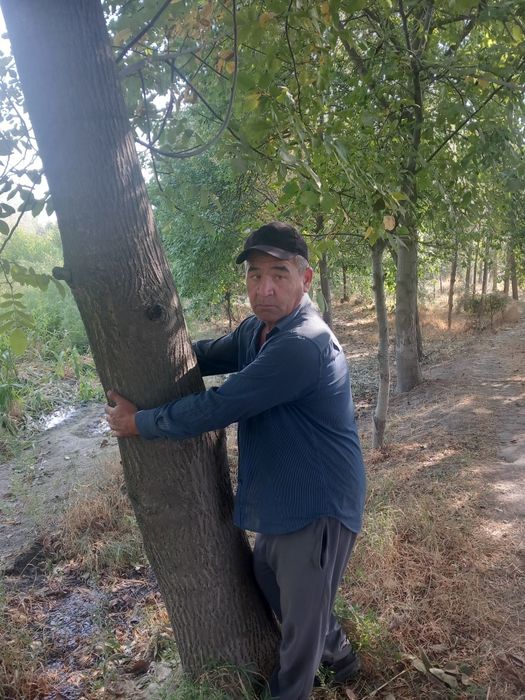25-yillik yong'oq daraxtlari 30 dona Samarqand Jomboy