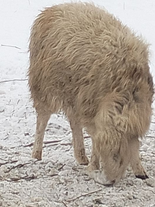 овцы тухтышки, годовалые