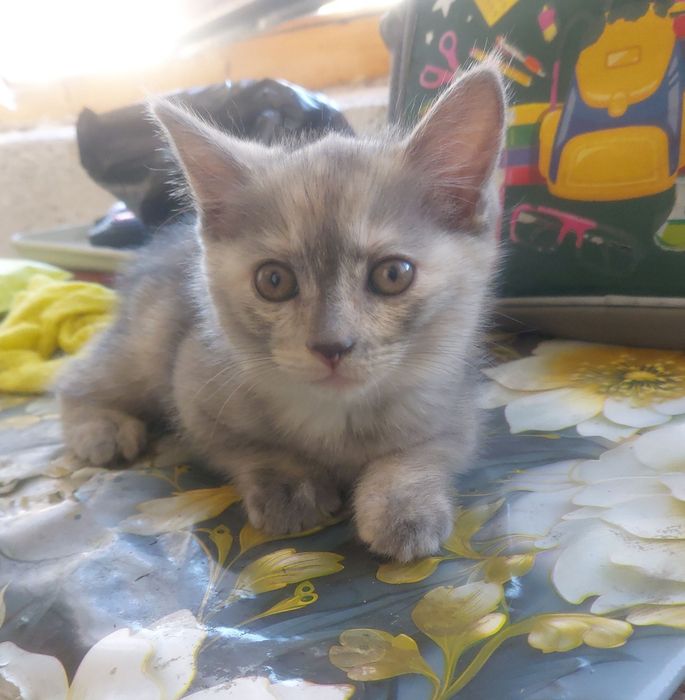 кошка в месте с детёнышами бесплатно mushuklar tekinga bervoriladi ona