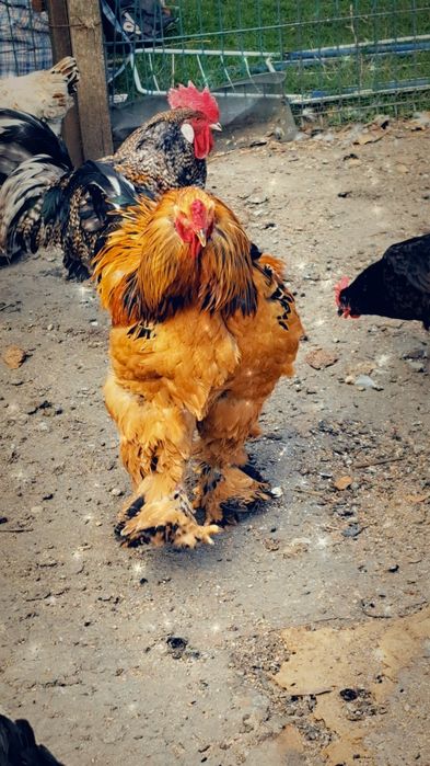 Vînd cocoș rasa BRAHMA pentru montă