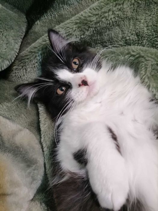 Котята в добрые руки!