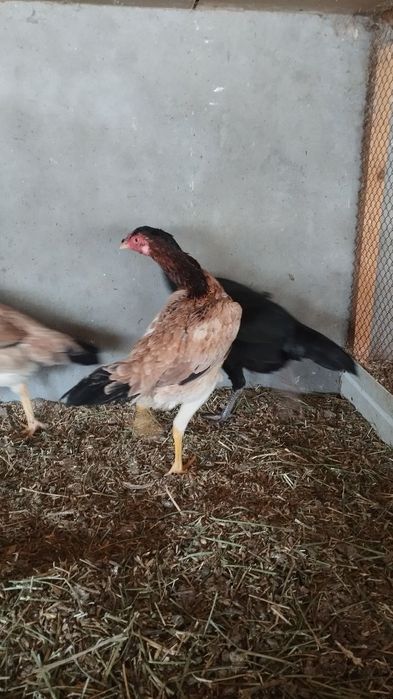 Bobo tovuqlar sotiladi