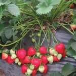 Murano, Albion, Vivara, Rumba, Clery, Joly, Florence, Lycia, Asia